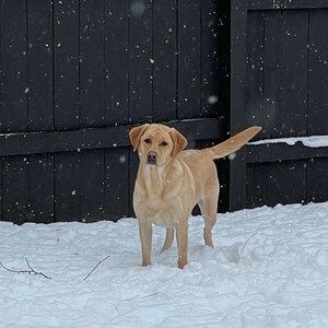 Meet your Posher, Dana